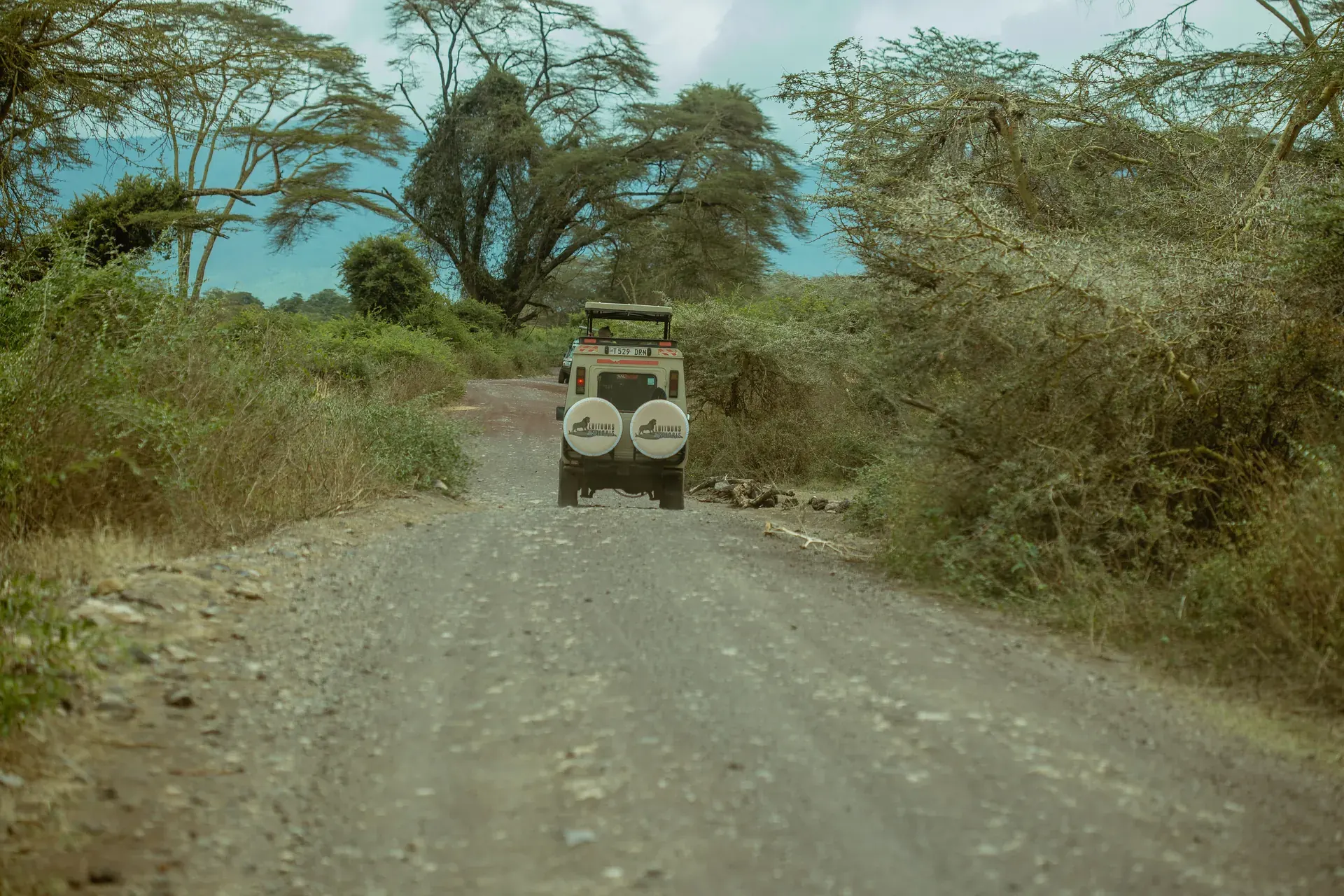 Wildlife in an East African safari landscape